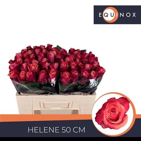 <h4>Rosa a grande fleur Helene</h4>