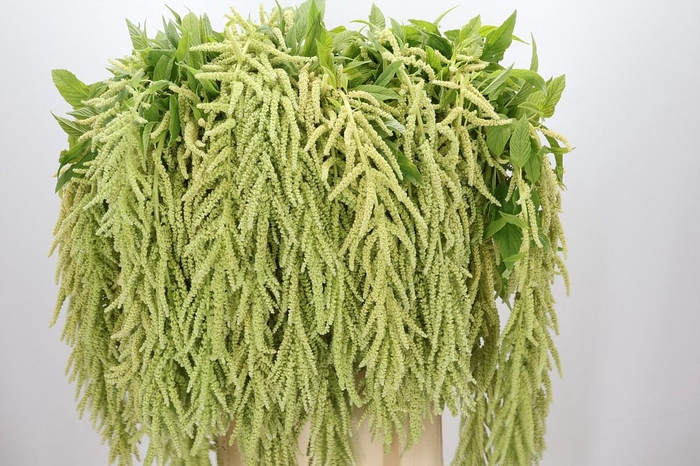 <h4>Amaranthus caudatus 'Viridis'</h4>