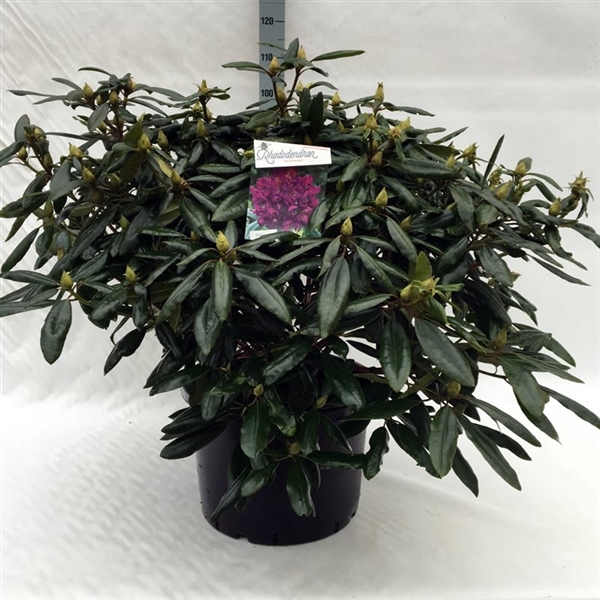 <h4>Rhodo. 'Marcel Menard' dark purple</h4>