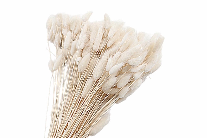 <h4>Lagurus White</h4>