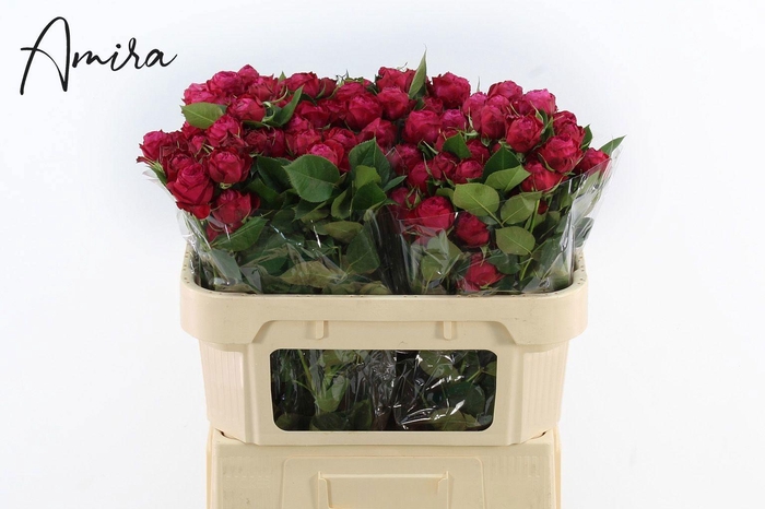<h4>R TR DIMA BOMBASTIC</h4>