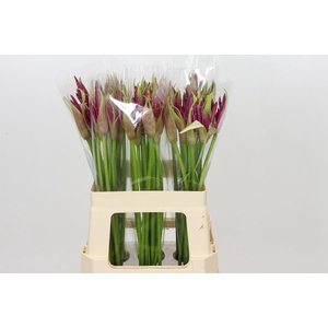 Nerine Mister Nick