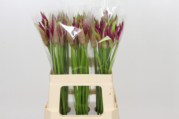 <h4>Nerine Mister Nick</h4>