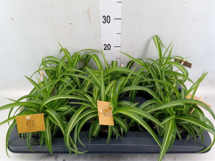 <h4>Chlorophytum com. 'Bonnie'</h4>