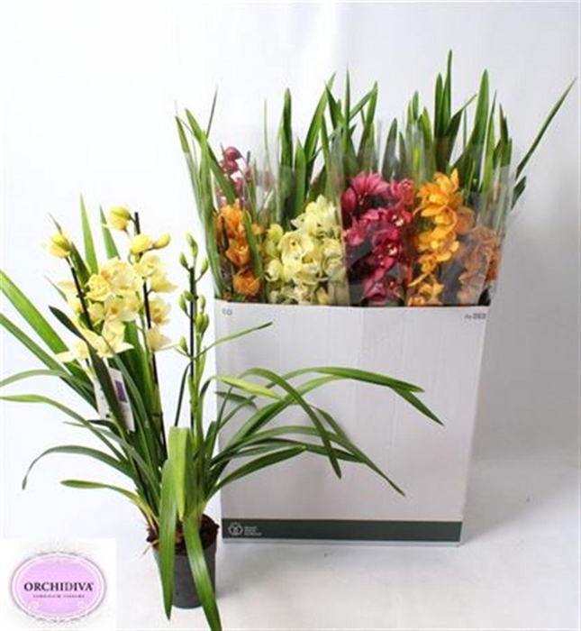 <h4>Cymb Gemengd 3 Tak</h4>