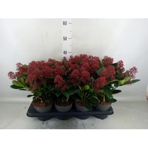 Skimmia jap. 'Rubella'