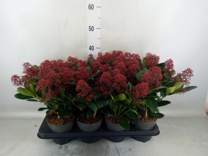 <h4>Skimmia jap. 'Rubella'</h4>