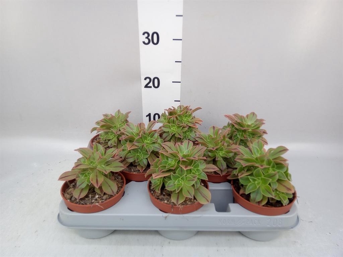 <h4>Aeonium ...</h4>