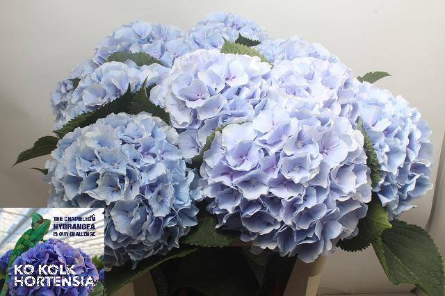 <h4>HYDR M CH VERENA BL</h4>