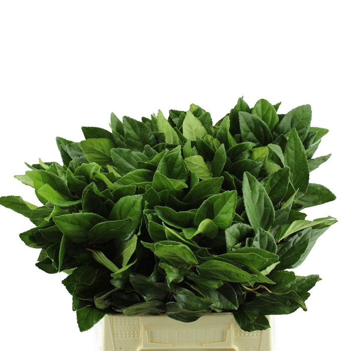 <h4>Viburnum Blad</h4>