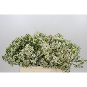 Chamelaucium Ofir