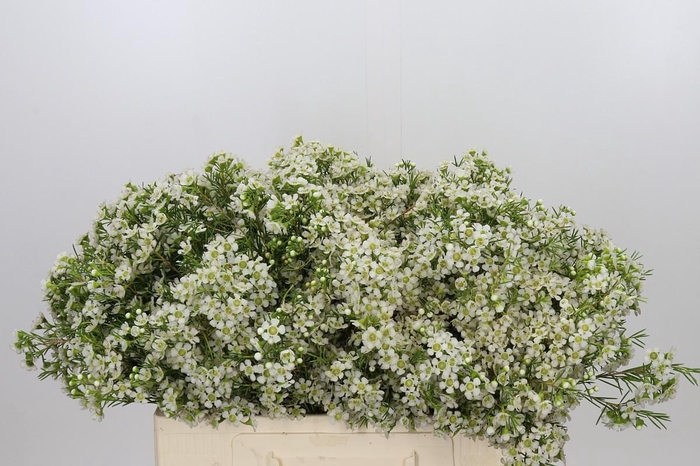 <h4>Chamelaucium Ofir</h4>