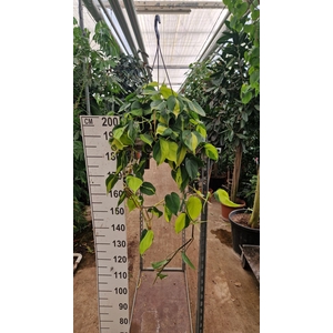 Philodendron Brasil