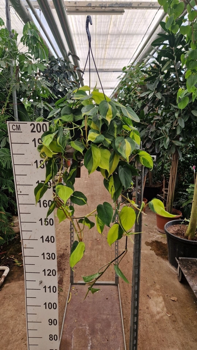 <h4>Philodendron Brasil</h4>