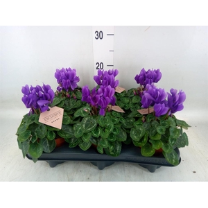 Cyclamen KL 'Dragon'