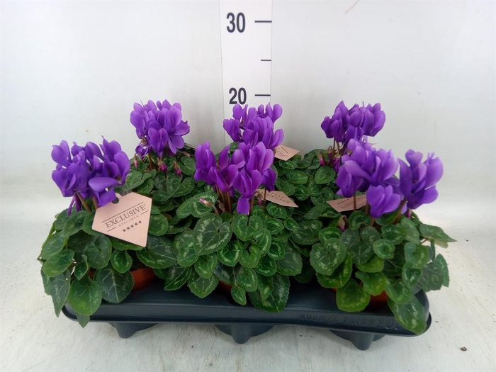 <h4>Cyclamen KL 'Dragon'</h4>