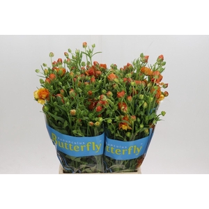 Ranunculus 'Butterfly Phosphorus'