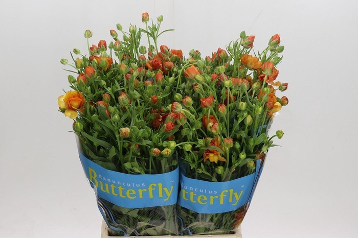 <h4>Ranunculus 'Butterfly Phosphorus'</h4>