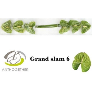 Anthurium Grand Slam
