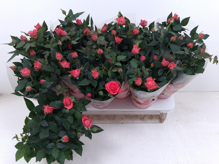 <h4>RO FAV RO PINK</h4>