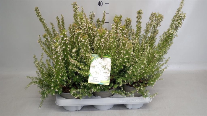 <h4>Erica   ...</h4>