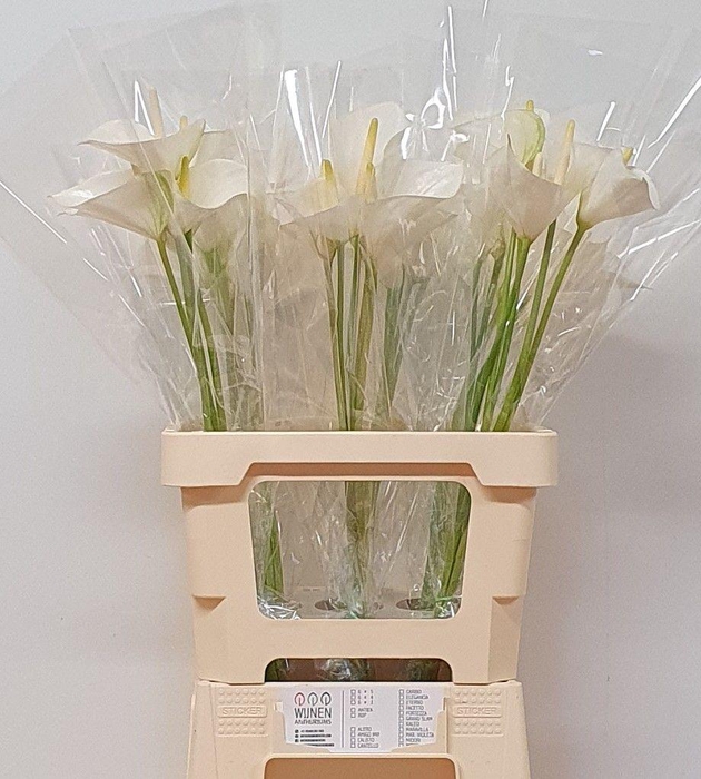 <h4>ANTH A Whisper 30 OPZET</h4>