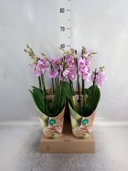 <h4>Phalaenopsis   ...rose</h4>