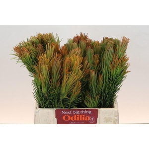 Kaaps Groen Retzia Carpensis