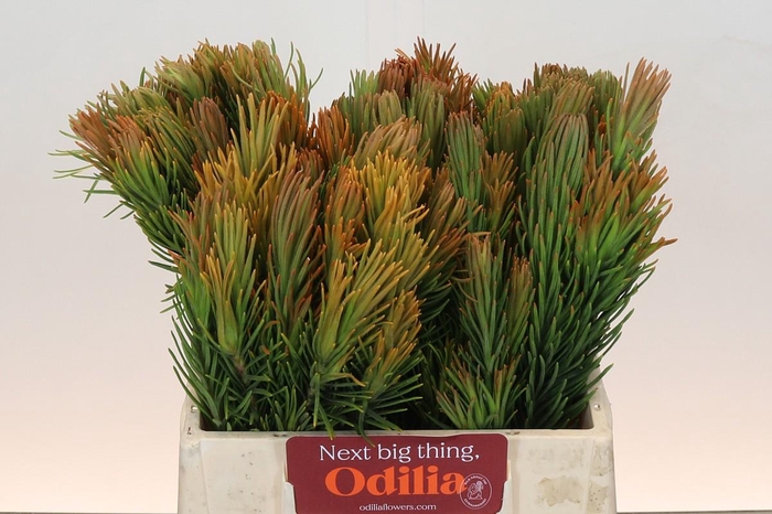 <h4>Kaaps Groen Retzia Carpensis</h4>