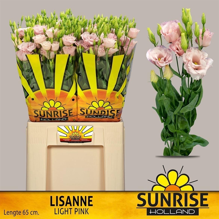 <h4>Eus G Lisanne L Pink</h4>