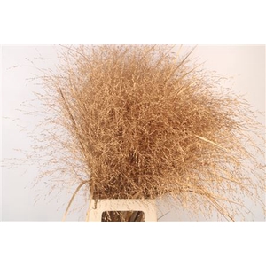 Siergras Ov Klb Antique Gold