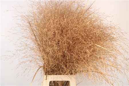 <h4>Siergras Ov Klb Antique Gold</h4>