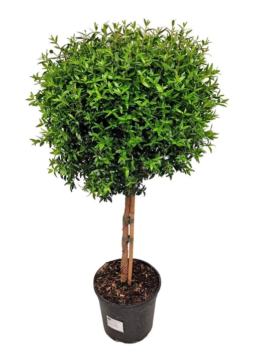 MYRTUS COM