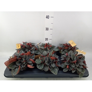 Peperomia caperata 'Santorini'