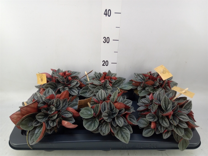 <h4>Peperomia caperata 'Santorini'</h4>