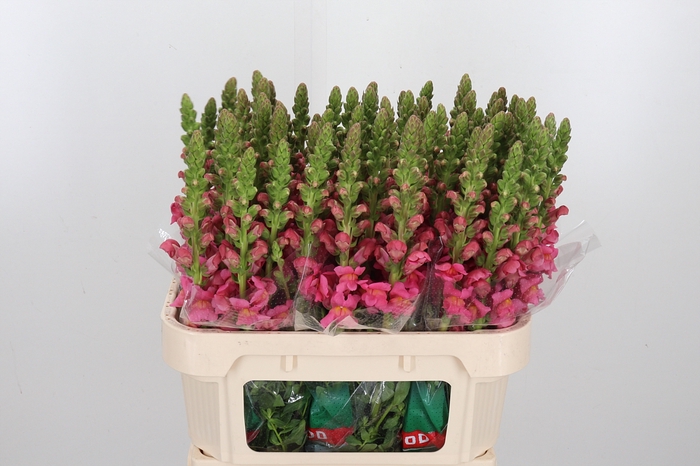 <h4>Antir Antibes Rose</h4>