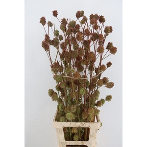 GLYCYRRH YUNNANEN ZOETHOUT 110CM