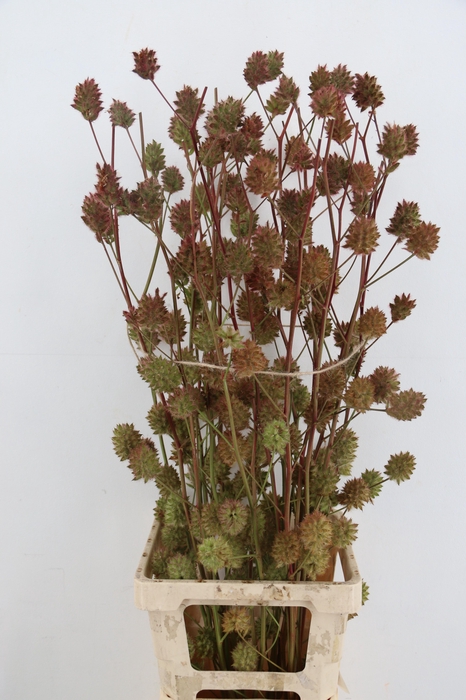 <h4>GLYCYRRH YUNNANEN ZOETHOUT 110CM</h4>