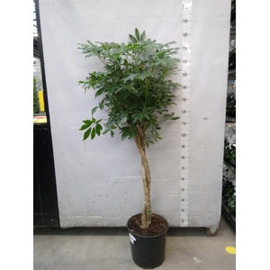 Schefflera arbor. 'Compacta'