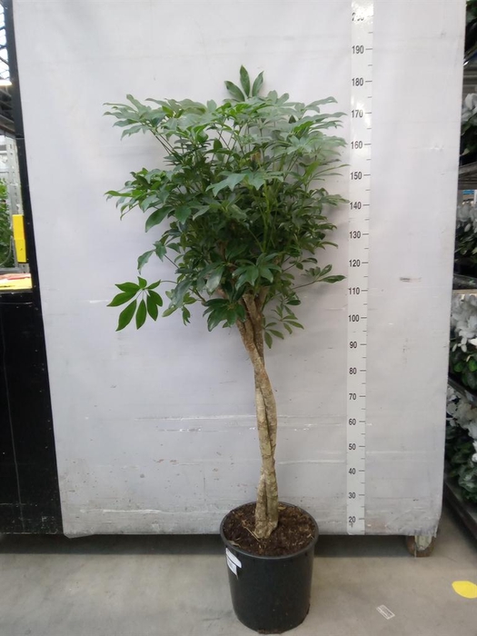 <h4>Schefflera arbor. 'Compacta'</h4>