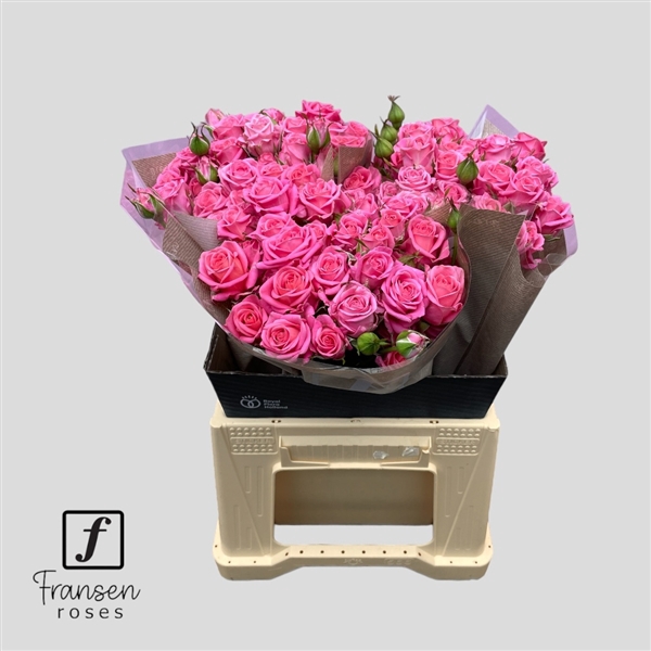 <h4>R TR Emilia 40cm</h4>