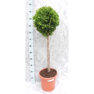 Thuja occid. 'Smaragd'