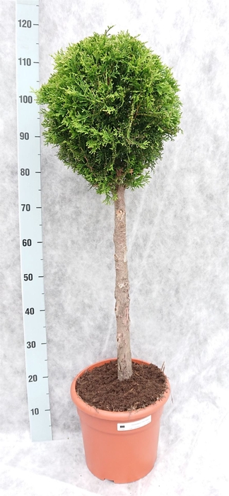 <h4>Thuja occid. 'Smaragd'</h4>