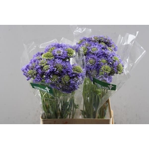 Scabiosa Lavendel Scoop L60
