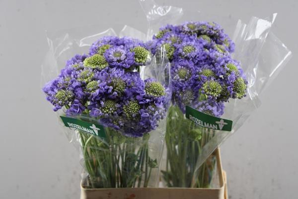 <h4>Scabiosa Lavendel Scoop L60</h4>