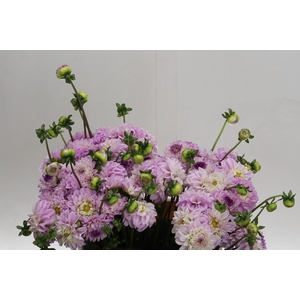 Dahlia (Ball Grp) 'Genova'