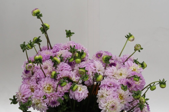 <h4>Dahlia (Ball Grp) 'Genova'</h4>