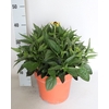 vaste planten 24cm  Rudbeckia Divers