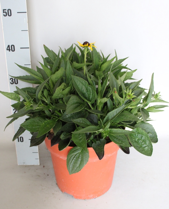 vaste planten 24cm  Rudbeckia Divers