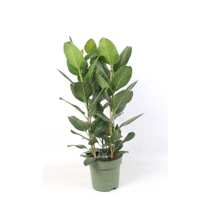 <h4>Ficus Audrey toef 3 stekken pp</h4>